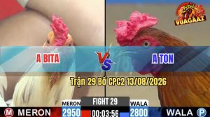 Trận 29 CPC2 13/08/2026 – Gà Điều Anh Ton Đá Cựa Đâm Như Chỉa