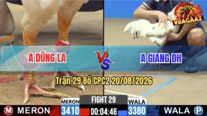 Trận 29 CPC2 20/08/2026 – Anh Giang Đưa Gà Cọp Vào Lùa Đúng 1 Hơi