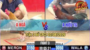 Trận 3 CPC2 02/08/2026 – Gà Bông Anh Ngà Có Chân Cựa Phản Quá Hay