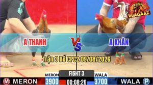 Trận 3 CPC2 09/08/2026 – Gà Khét Anh Khàn Đá Cái Bo Như Lấy Cây Đập
