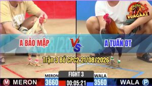 Trận 3 CPC2 21/08/2026 – Gà Anh Tuấn ĐT Đá Cựa Đâm Như Chỉa