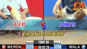 Trận 30 CPC2 20/08/2026 – Gà Úa Anh Lé BT Đá Cựa Đâm Như Chỉa