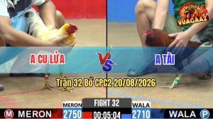 Trận 32 CPC2 20/08/2026 – Gà Điều Anh Tài Đá Đâm Như Cái Máy