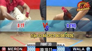 Trận 33 CPC2 06/08/2026 – Anh Tý Đá Anh Thọ Không Có Đường Phản