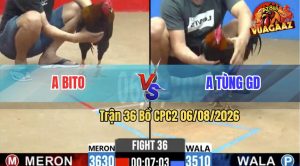 Trận 36 CPC2 06/08/2026 – Anh Bito Hạ Anh Tùng Trong 3 Chân Cựa