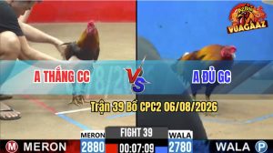 Trận 39 CPC2 06/08/2026 – Gà Anh Thắng CC Đá Cựa Đâm Như Máy Khâu