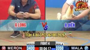Trận 4 CPC2 16/08/2026 – Gà Điều Anh Long Đá Đòn Cựa Quá Tịch