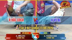 Trận 4 Tonhon 17/08/2026 – Gà Bướm Anh Thành Đá Cựa Đâm Dồn Dập
