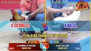 Trận 4 TonHon 06/08/2026 – Gà Úa Anh Na Đá Cựa Đâm Dính Như Keo