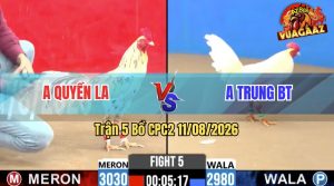Trận 5 CPC2 11/08/2026 – Gà Bướm Anh Quyền Đá 3 Chân Đối Thủ Gãy Giò