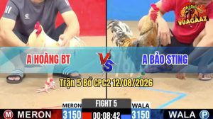 Trận 5 CPC2 12/08/2026 – Gà Cú Hiệu Idol Bảo Sting Nạp Đúng 3 Chân