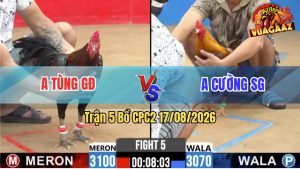 Trận 5 CPC2 17/08/2026 – Gà Điều Anh Tùng Đá Cựa Đâm Như Máy Khâu
