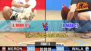 Trận 5 CPC2 20/08/2026 – Gà Bướm Anh Minh Đá Quá Nhanh Quá Nguy Hiểm