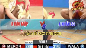 Trận 5 CPC2 21/08/2026 – Gà Anh Nhân SG Đá Cựa Đâm Như Giang Hồ