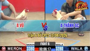 Trận 6 CPC2 13/08/2026 – Gà Anh Thành Đá Cựa Đâm Như Cái Máy