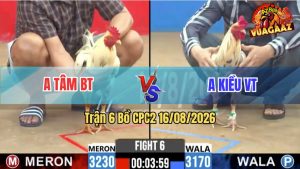 Trận 6 CPC2 16/08/2026 – Gà Anh Tâm Bến Tre Khiến Đối Thủ Bỏ Chạy