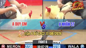 Trận 6 CPC2 17/08/2026 – Gà Anh Nhẫn Đá Canh Chặn Khôn Như Người