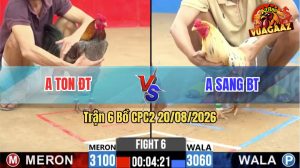 Trận 6 CPC2 20/08/2026 – Gà Xám Cọp Anh Ton Đá Cựa Đâm Như Chỉa