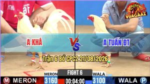 Trận 6 CPC2 21/08/2026 – 2 Con Chiến Kê Siêu Lì Đụng Độ Nhau