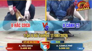 Trận 6 Tonhon 17/08/2026 – Gà Camelo Anh Hắc Coca Siêu Lì Đòn