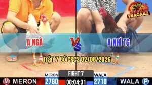 Trận 7 CPC2 02/08/2026 – Gà Điều Anh Nhí Có Chân Cựa Chí Mạng