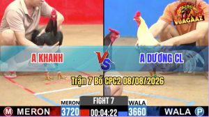 Trận 7 CPC2 08/08/2026 – Gà Que Anh Khanh Đá Đối Thủ Bay Bồ