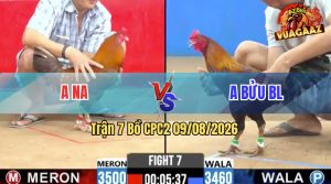 Trận 7 CPC2 09/08/2026 – Gà Điều Anh Bửu Đá Đòn Như Súng Bắn