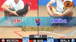 Trận 7 CPC2 11/08/2026 – Gà Ô Đá Quá Hiểm, Toàn Đâm Cựa Mu Lưng