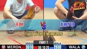 Trận 7 CPC2 18/08/2026 – Gà Que Anh Huy Đá Cựa Hiểm, Đỏ Cứng Hết Mình