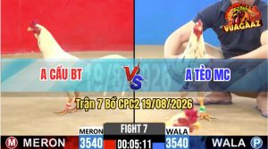 Trận 7 CPC2 19/08/2026 – Gà Anh Cẩu Bến Tre Có Chân Cựa Chí Mạng