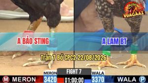 Trận 7 CPC2 22/08/2026 – Gà Cú Anh Lam Gồng Gánh Lụm Anh Bảo Sting