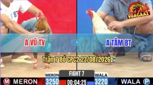 Trận 7 CPC2 23/08/2026 – Gà Bướm Anh Tâm Đá Cựa Đâm Quá Khủng