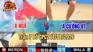 Trận 7 CPC2 Ngày 14/8/2026 Trên Vua Gà AZ