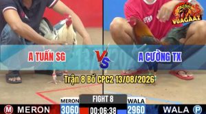 Trận 8 CPC2 13/08/2026 – Gà Anh Cường Có Chân Cựa Quá Hiểm