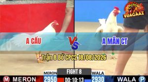 Trận 8 CPC2 18/08/2026 – Anh Cẩu Chưa Thả Gà Bị Anh Mân Dí Bạc Ăn 6