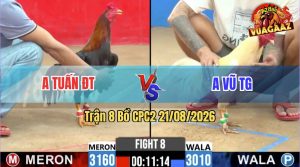 Trận 8 CPC2 21/08/2026 – Gà Úa Cọp Của Idol Đá Đâm Như Giang Hồ