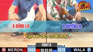Trận 8 CPC2 23/08/2026 – Gà Bông Anh Quyền Đá Đúng 3 Chân Cựa