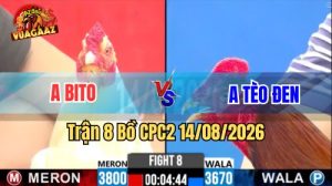 Trận 8 CPC2 Ngày 14/8/2026 Trên Vua Gà AZ