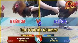 Trận 8 Tonhon 12/08/2026 – Anh Kiểm Cà Mau Bị Anh Sự Làm Thịt