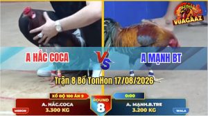 Trận 8 Tonhon 17/08/2026 – Gà Điều Anh Mạnh Đá Đối Thủ Như Con