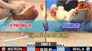 Trận 9 CPC2 13/08/2026 – Gà Bướm Anh Vãng Đá Toàn Đâm Đầu Cần