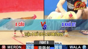 Trận 9 CPC2 21/08/2026 – Gà Anh Cẩu Đá Canh Chặn Khôn Như Người