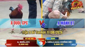 Trận 9 Tonhon 17/08/2026 – Gà Anh Mạnh Chồng Độ Ăn Đẳng Cấp