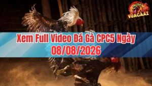 Xem Full Video Đá Gà CPC5 Ngày 08/08/2026 Tại Vua Gà AZ