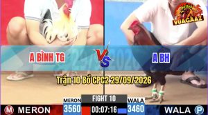Trận 10 CPC2 29/09/2026 – Gà Anh Bình TG Đá Canh Chặn Quá Khéo