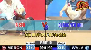 Trận 10 CPC7 30/09/2026 – Gà Quảng Yến Nhi Đá Đâm Tới Phút Cuối