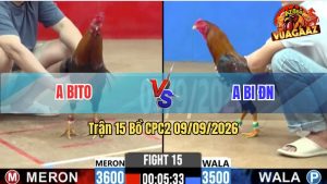 Trận 15 CPC2 09/09/2026 – Anh Bito Hạ Anh Bi ĐN Nhanh Gọn