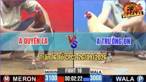 Trận 16 CPC2 26/09/2026 – Gà Bướm Idol Đá Cựa Đâm Quá Khủng Khiếp