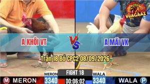 Trận 18 CPC2 08/09/2026 – Gà Điều Anh Khôi Đá Cựa Đâm Quá Hiểm