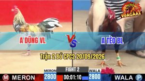 Trận 2 CPC2 20/09/2026 – Gà Điều Anh Tèo Nhấc Chân Là Có Cựa
